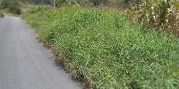 Semak Belukar Nyaris Menutupi Bahu Jalan Menyebabkan Jalan Antar Desa di Desa Berampu Menyempit