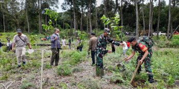 Personil Koramil 01/Sumbul Bersama Dinas Lingkungan Hidup Laksanakan Penghijauan