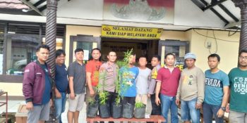 Polres Lampung barat berserta Polsek sumber jaya ungkap pemilik tanaman ganja yang berada di kawasan hutan Register 34 B