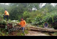 Pohon Tumbang Menutup Jalan Lagan-PagindarBPBD Kab. Pakpak Bharat Turun Tangan