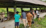 Babinsa Koramil 07 Salak Dan Bhabinkamtibmas Dampingi Dinas Pertanian Dan Peternakan Dalam Antisipasi PMK