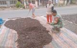 Peduli Dan Jalin Kekompakan Dengan Masyarakat Babinsa Koramil 05/Tanah Pinem Bantu Jemur Hasil pertanian Coklat