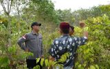Kepala Kantor Kementrian Hukum Dan HAM Ke Desa Toman Kecamatan Babat Toman Musi Banyuasin Dalam Rangka Peninjauan Tanaman Gambir