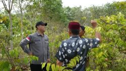 Kepala Kantor Kementrian Hukum Dan HAM Ke Desa Toman Kecamatan Babat Toman Musi Banyuasin Dalam Rangka Peninjauan Tanaman Gambir