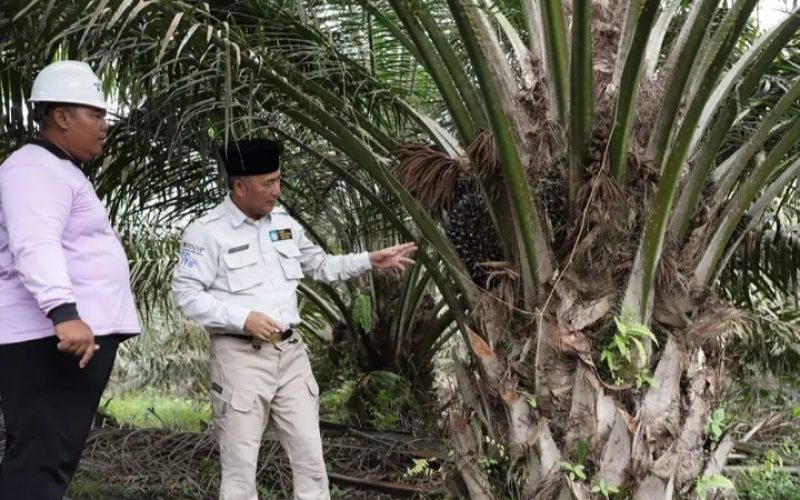 Kementerian Pertanian Direktorat Jendral Perkebunan Memberikan Penghargaan Inovasi Permodelan Pendampingan Sawit Rakyat Ke PJ Bupati Muba