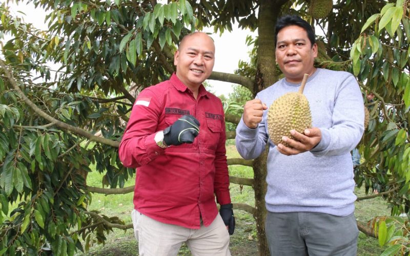 Bupati Taput Nikmati Durian Musang King Di Kecamatan Garoga