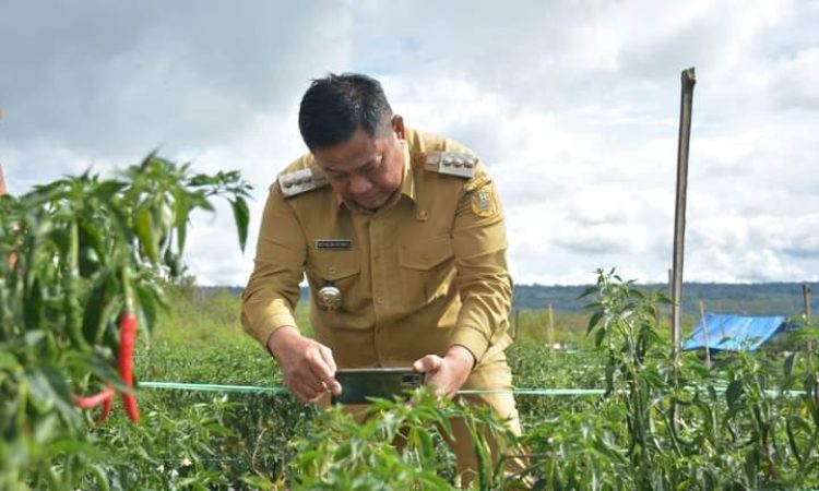 Bupati Dairi Eddy Berutu Tinjau Lahan Cabai Di Kawasan Pertanian Terpadu, Sudah Panen 1,5 Ton