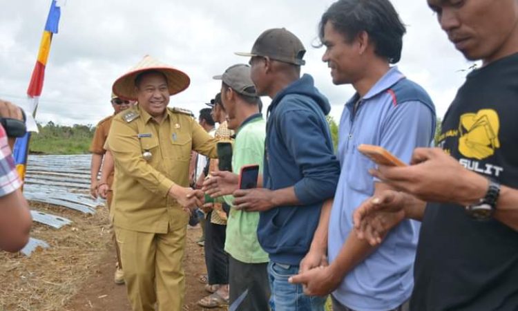 Tanam Bersama Kelompok Suka Tani, Bupati Dairi Eddy Berutu Bagikan 5 Unit Alat Pertanian