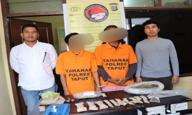 Hasil Pengembangan Penangkapan Narkoba Atas Tersangka PL, Polres Taput Ungkap Bandar Lebih Besar