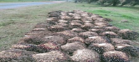 Parah…!!! Kebun Meranti Paham PTPIV Ajamu ll Banyak Buah Sawit Mentah Dipanen