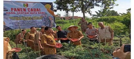 Pejabat Bupati Tanggamus Panen Cabai Merah GERTAK MATA BABE