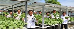 Lapas Kelas IIA Pematang Siantar Panen Raya Sayur Hydroponik Karya Warga Binaan