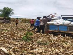 Bhabinkantibmas Wattang Pulu Bantu Petani Dalam Panen Jagung