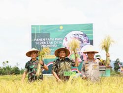 Bupati Dairi,Ir Vickner Sinaga Ikuti Panen Raya Padi Serentak
