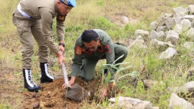 Dairi Hijau , Pemerintah Kabupaten Dairi Menanam Pohon Di Rest Area Lae Pondom Desa Silalahi I