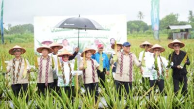 Wamentan Dan Gubernur Kalbar Dorong Optimalisasi Budidaya Lidah Buaya Sebagai Penggerak Ekonomi Lokal