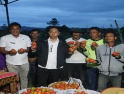 Bukti Nyata Desa Mandiri: Panen Perdana Tomat BUMDes Sisordak Jadi Inspirasi Tapanuli Utara