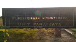 Pimpinan PTPN lV Panai Jaya 3 Diduga Perbudakan Scuryti Kerja Pangkas Pelepah