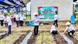 Jaga Ketersediaan dan Pasokan Cabai, Pemkab Simalungun Laksanakan Gerakan Tanam Cabai Merah Serentak
